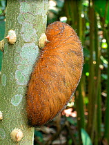 Caterpillar of Flannel moth (Podalia sp) highly toxic and irritant to the skin when touched, Amazon Upland Rainforest in Manu National Park, Cusco Department, Brazil.
