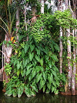 Philodendron vines (Philodendron sp.) climbing trunks of "buriti" palm trees (Mauritia flexuosa) in Sandoval Lake, Puerto Maldonado Department, Tambopata National Reserve, Southern Peru.