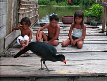 Three children watch a pet Wattled Curassow (Crax globulosa), an endangered species, Piagacu-Purus Sustainable Development Reserve, Purus River, Amazonas State, Brazil. April 2004.