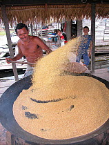 Toasting manioc flour in Sao Joao community on the shore of Uauacu Lake, Piagacu-Purus Sustainable Development Reserve, Purus River, Amazonas State, Brazil. April 2004.