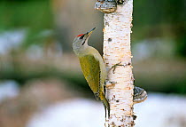 Grey-headed Woodpecker (Picus canus) adult male, Finland. Winter.
