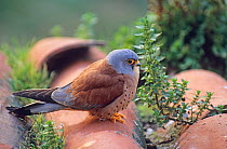 Lesser Kestrel (Falco naumanni)  male at breeding colony, Spain spring