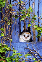 Barn Owl (Tyto alba) peering from barn door, Kent, UK.