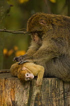 Barbary ape (Macaca sylvanus) grooming young, captive