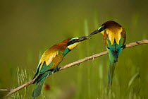 European bee-eater (Merops apiaster) male passing insect prey to female, Germany