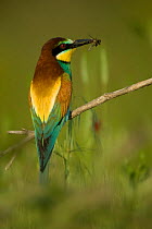European bee-eater (Merops apiaster) perched with insect prey, Germany