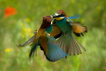 European bee-eater (Merops apiaster) courtship display of mating pair, Germany