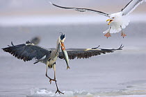 Grey heron (Ardea cinerea) with fish being attacked by Gull, Germany, winter