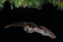 Northern bat (Eptesicus nilssoni) in flight at night, Germany