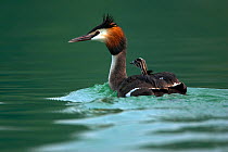 Great crested grebe (Podicepes cristatus) adult with chick on its back, Germany