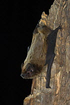 Leisler's / Lesser noctule bat (Nyctalus leisleri) roosting on tree, Germany