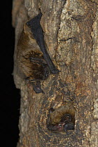 Leisler's / Lesser noctule bat (Nyctalus leisleri) emerging from hole in tree with another on tree trunk, Germany
