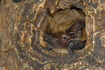 Leisler's / Lesser noctule bat (Nyctalus leisleri) emerging from hole in tree trunk, Germany