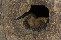 Leisler's / Lesser noctule bat (Nyctalus leisleri) two bats at nest hole in tree, Germany