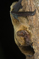 Leisler's / Lesser noctule bat (Nyctalus leisleri) roosting on tree trunk, Germany