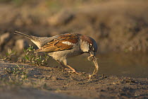 Common / House sparrow (Passer domesticus), male collecting nest material, Germany