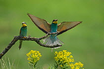 European bee-eater (Merops apiaster) male displaying to female, carrying insect prey, Germany