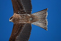Black kite (Milvus migrans) in flight, Germany