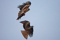 Black kite (Milvus migrans) two adults in flight fighting over piece of carrion, Germany
