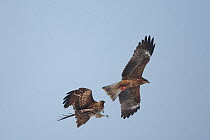 Black kite (Milvus migrans) two adults in flight fighting over piece of carrion, Germany