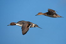 Northern pintail (Anas acuta) male and female pair in flight, Germany
