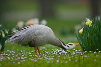 Bar-headed goose (Anser indicus) hissing, Germany
