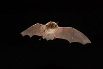 Alcathoe's bat (Myotis alcathoe) in flight, Germany
