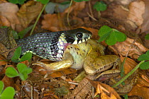 Grass snake (Natrix natrix) eating a frog, natural behaviour, Germany