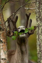 Reindeer (Rangifer tarandus) browsing on birch leaves, captive, Europe