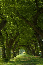 Avenue of Hornbeam trees  (Carpinus betulus) Germany