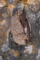 Whiskered bat (Myotis mystacinus) hibernating, hairs covered with frost, Germany.