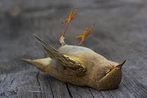 Willow warbler (Phylloscopus trochilus) dead, Germany