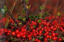 Cowberry bush (Vaccinium viti-idaea) covered in berries, northern Europe