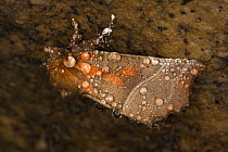 Herald moth (Scoliopteryx libatrix) hibernating through winter, covered in water droplets, Germany