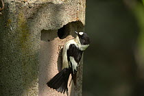Collared flycatcher (Ficedula albicollis) male at nest hole, Germany