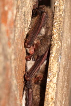 Natterer's bats (Myotis nattereri) hibernating in crack in tree, Germany
