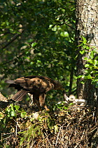 Lesser spotted eagle (Aquila pomerina) adult bringing food to chick in nest, eastern Europe