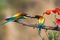 European bee-eater (Merops apiaster) male offering female insect prey in courtship, Germany