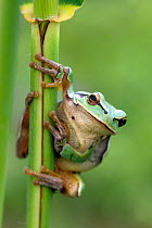 Common european tree frog (Hyla arborea) Germany