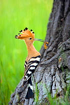 Hoopoe (Upupa epops) bringing insect prey to nest hole in tree, Bulgaria
