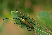 Musk beetle (Aromia moschata) Germany