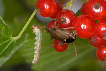 Shieldbug (Picromerus bidens) catching caterpillar prey amongst red currant berries, Germany