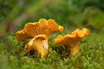 Chanterelle fungus (Cantharellus cibarius) Germany