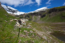 Phoebus apollo butterfly (Parnassius phoebus) in alpine landscape, Germany