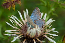Blue butterfly (Polyommatus sp) on Carline thistle flower (Carlina acaulis) Europe