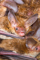 Bechstein's bat (Myotis bechsteinii) bats roosting, Germany