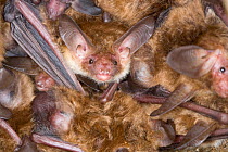 Bechstein's bat (Myotis bechsteinii) bats roosting, Germany