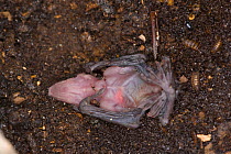 Bechstein's bat (Myotis bechsteinii) juvenile found dead on floor, Germany