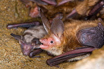 Bechstein's bat (Myotis bechsteinii) adult and juvenile bat roosting, Germany
