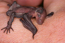 Bechstein's bat (Myotis bechsteinii) baby bat, Germany